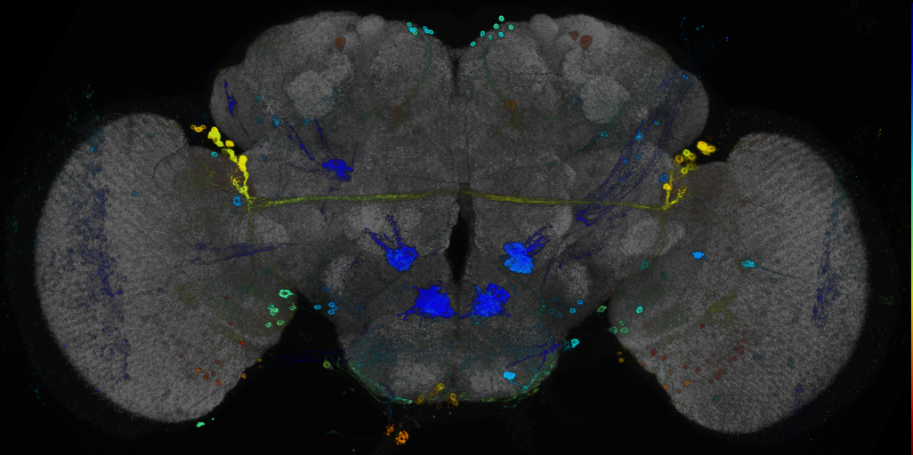 JRC_R45G01 GAL4 in the adult brain