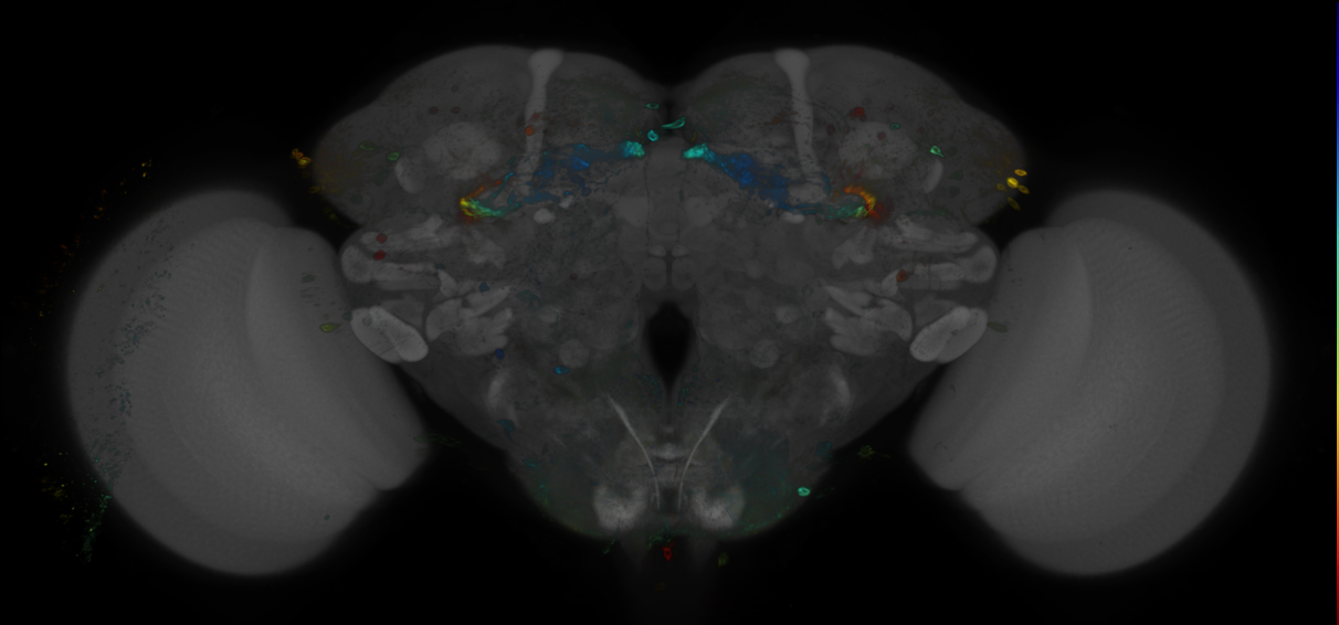 JRC_R36G09 GAL4 in the adult brain