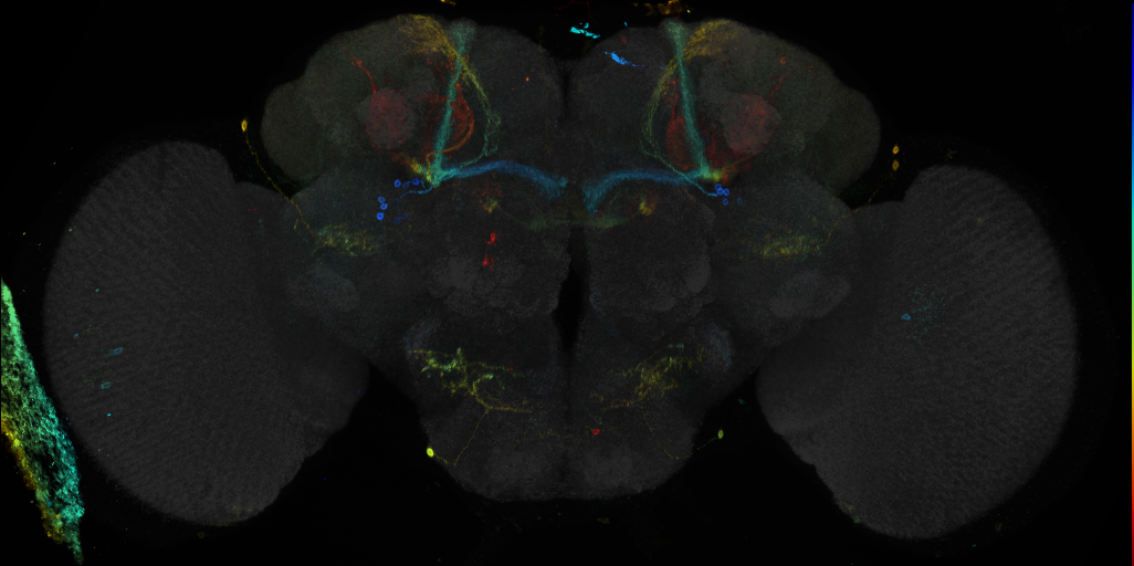 JRC_R28G02 GAL4 in the adult brain