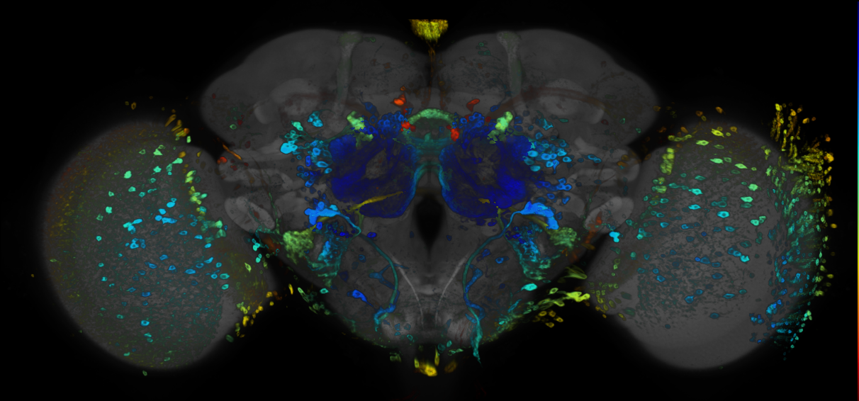 JRC_R93B02 GAL4 in the adult brain