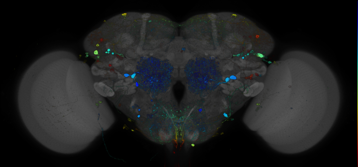 JRC_R30A05 GAL4 in the adult brain