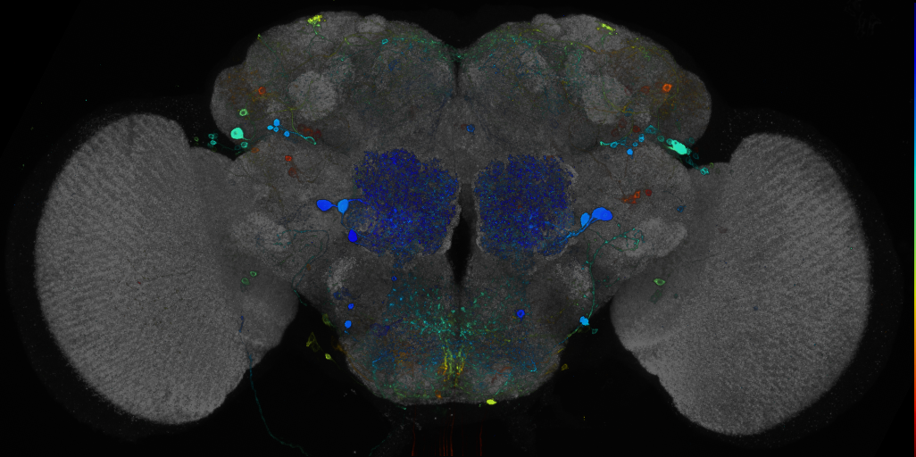JRC_R30A05 GAL4 in the adult brain