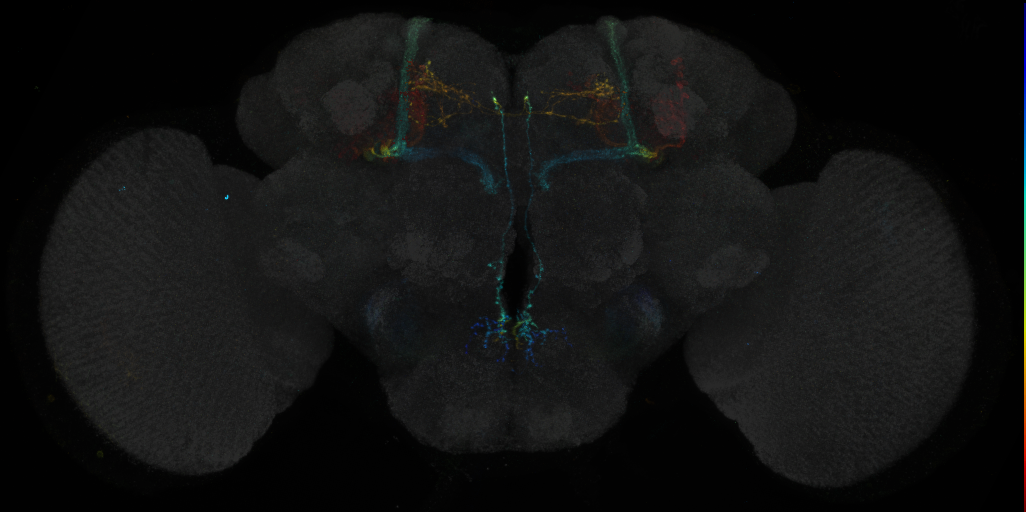 JRC_R71A01 GAL4 in the adult brain