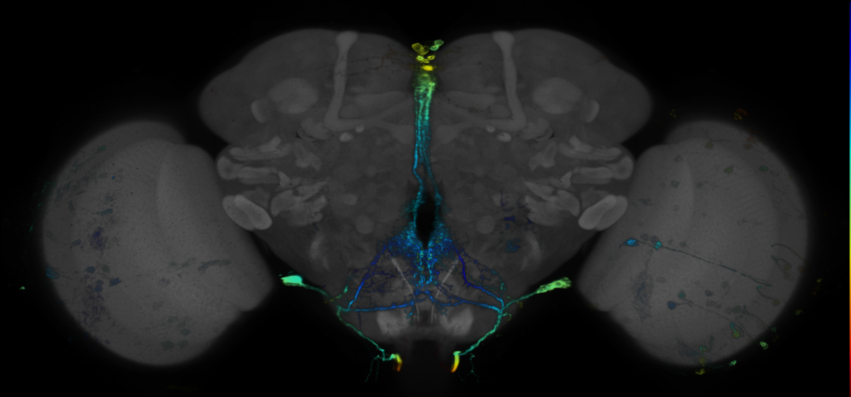 JRC_R43G11 GAL4 in the adult brain
