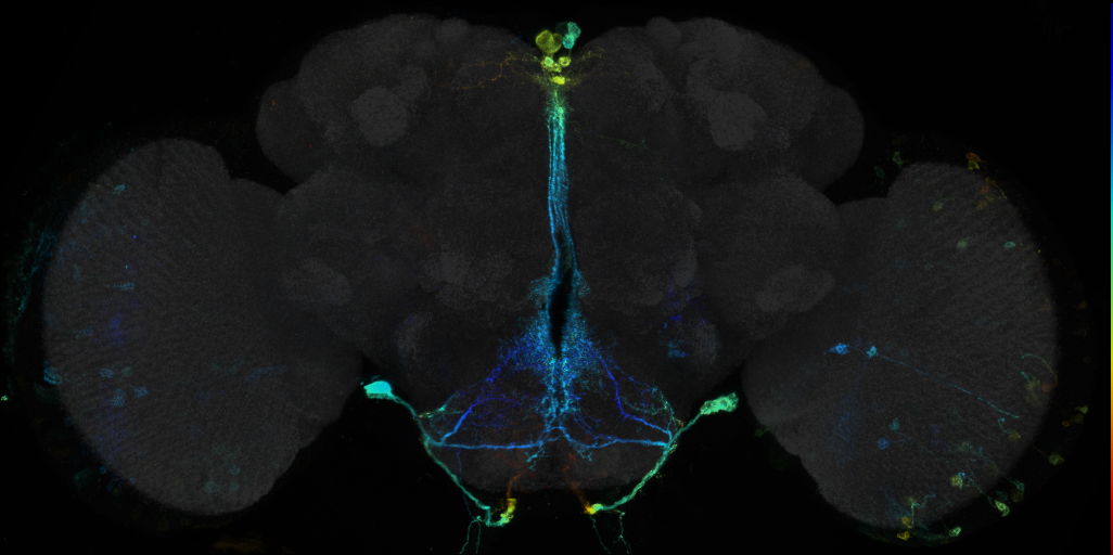 JRC_R43G11 GAL4 in the adult brain