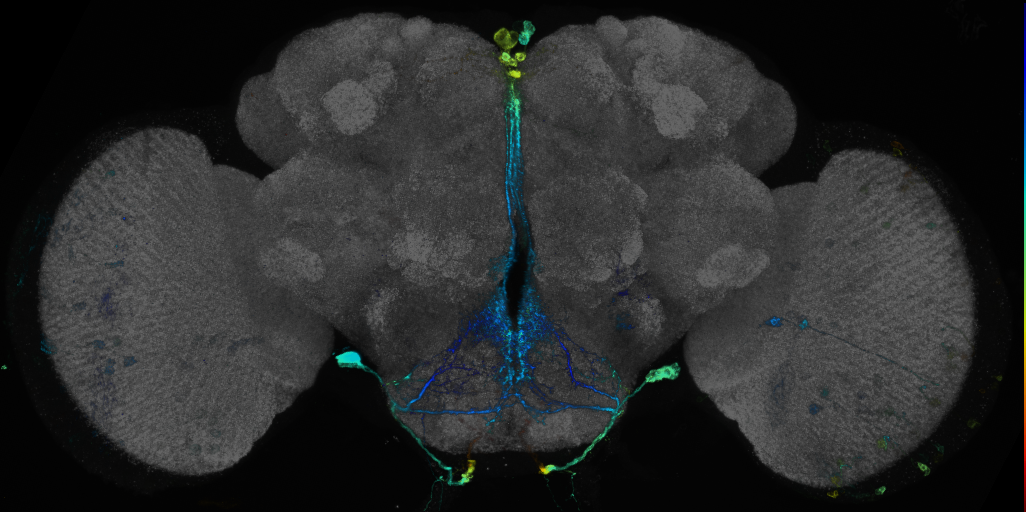 JRC_R43G11 GAL4 in the adult brain