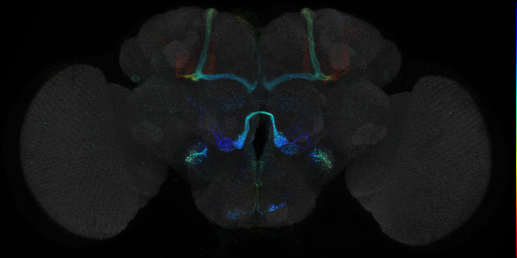 JRC_R27D02 GAL4 in the adult brain