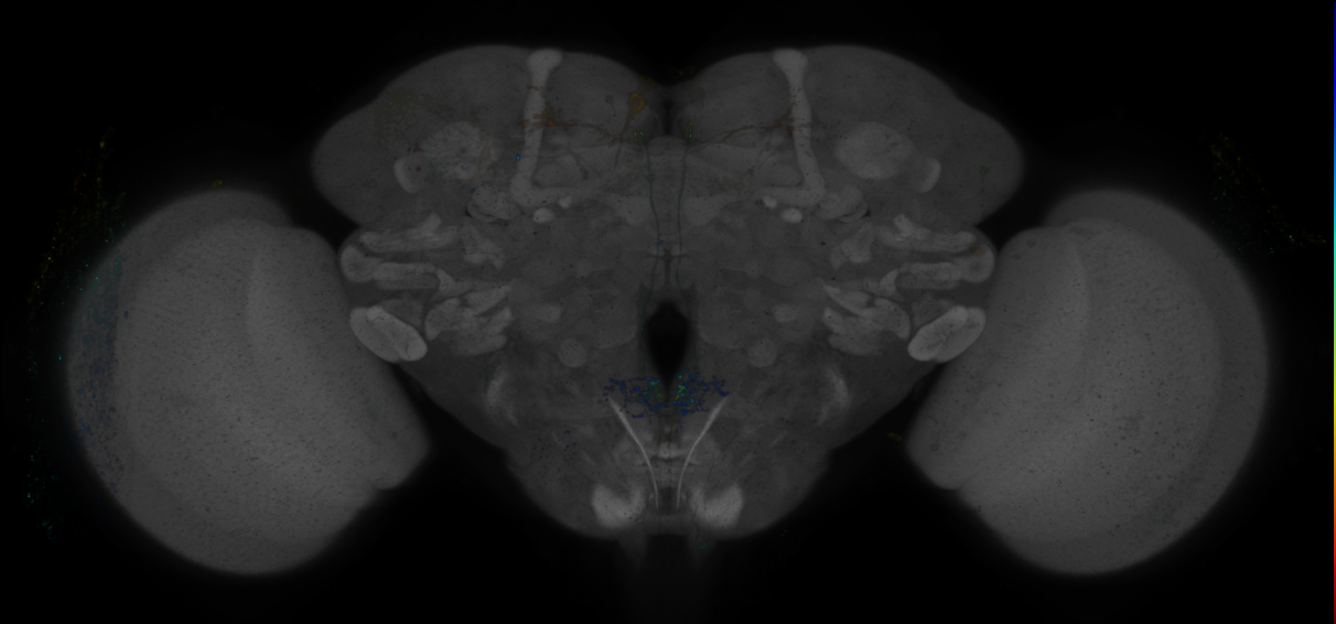 JRC_R70H01 GAL4 in the adult brain