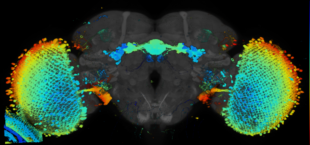 JRC_R34E07 GAL4 in the adult brain