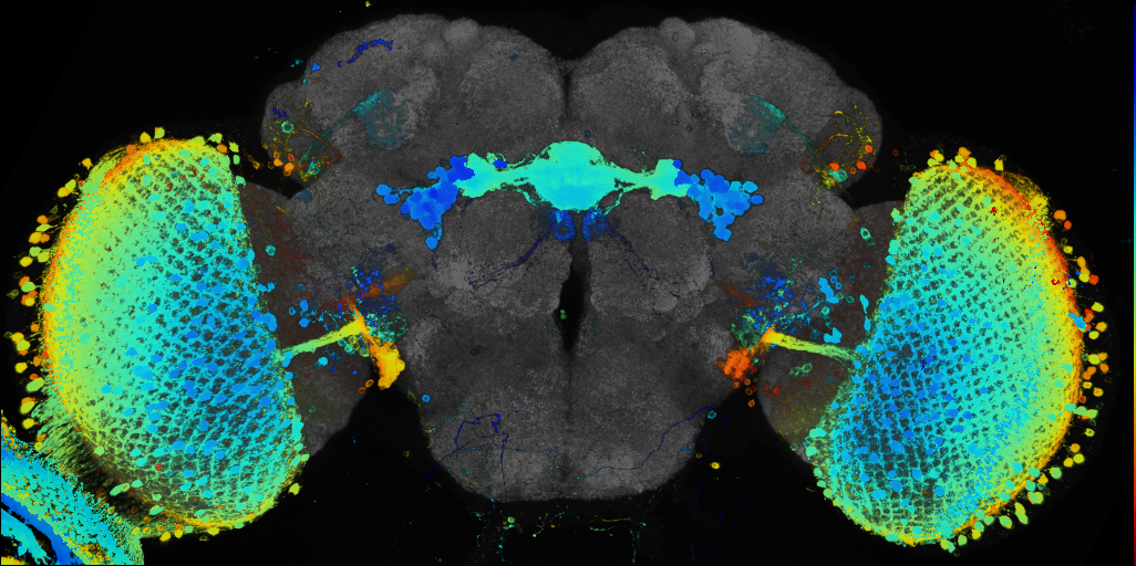 JRC_R34E07 GAL4 in the adult brain