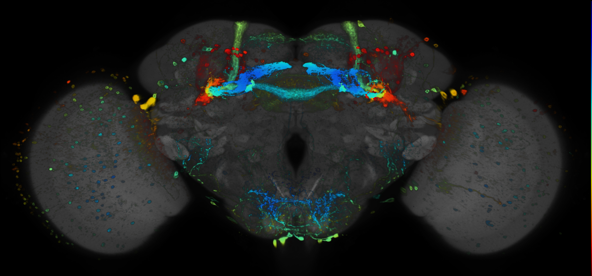 JRC_R15F09 GAL4 in the adult brain