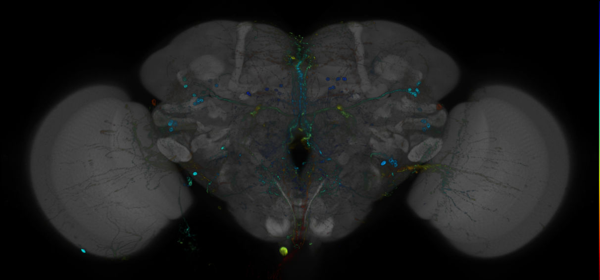 P{GMR23A11-GAL4} expression pattern