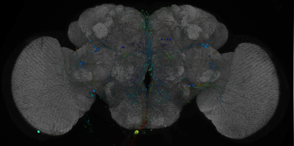 P{GMR23A11-GAL4} expression pattern