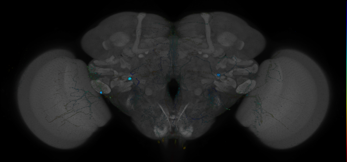 JRC_R87C11 GAL4 in the adult brain