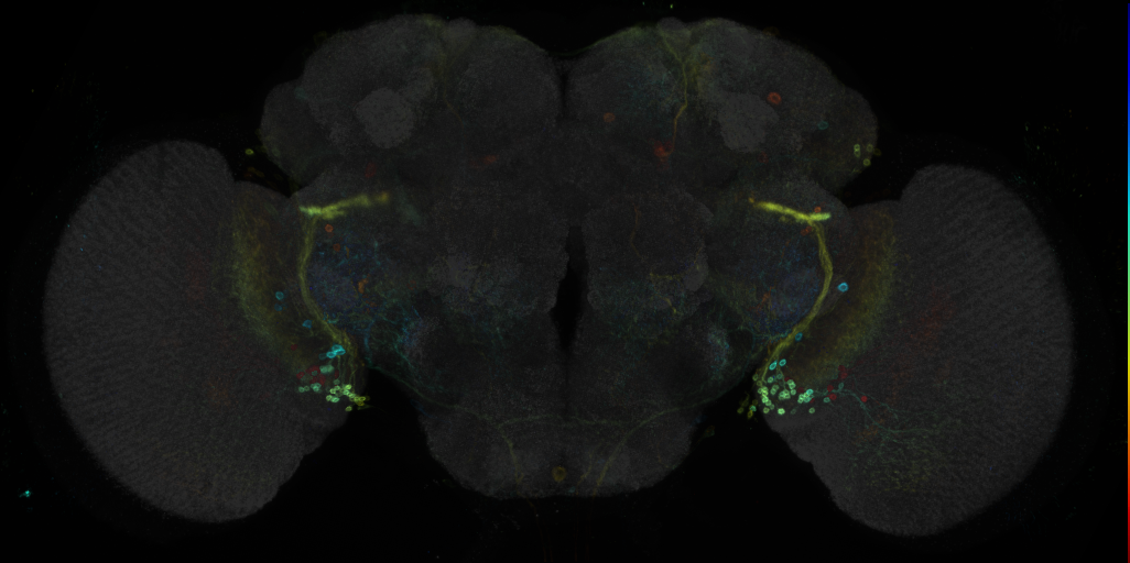 JRC_R49C08 GAL4 in the adult brain