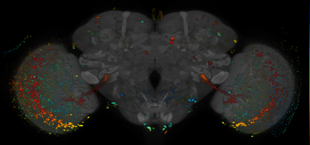 JRC_R77E02 GAL4 in the adult brain
