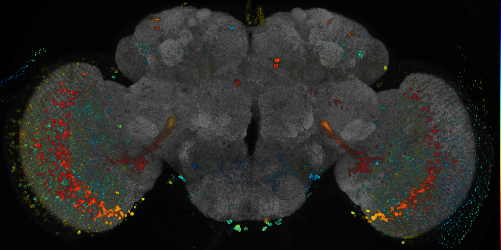 JRC_R77E02 GAL4 in the adult brain