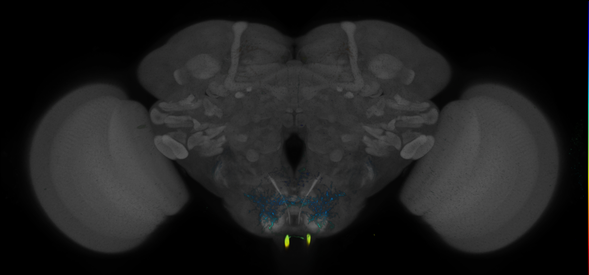 P{GMR78A03-GAL4} expression pattern