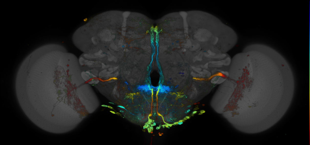 JRC_R20D05 GAL4 in the adult brain