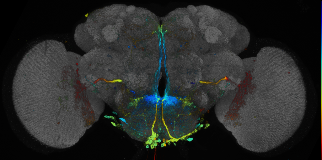 JRC_R20D05 GAL4 in the adult brain