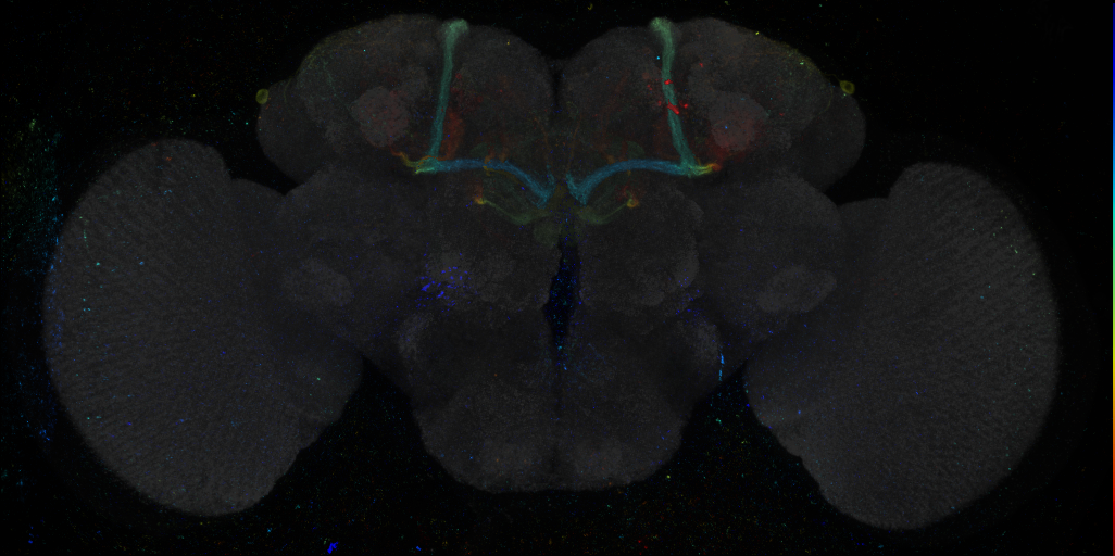 JRC_R83A01 GAL4 in the adult brain