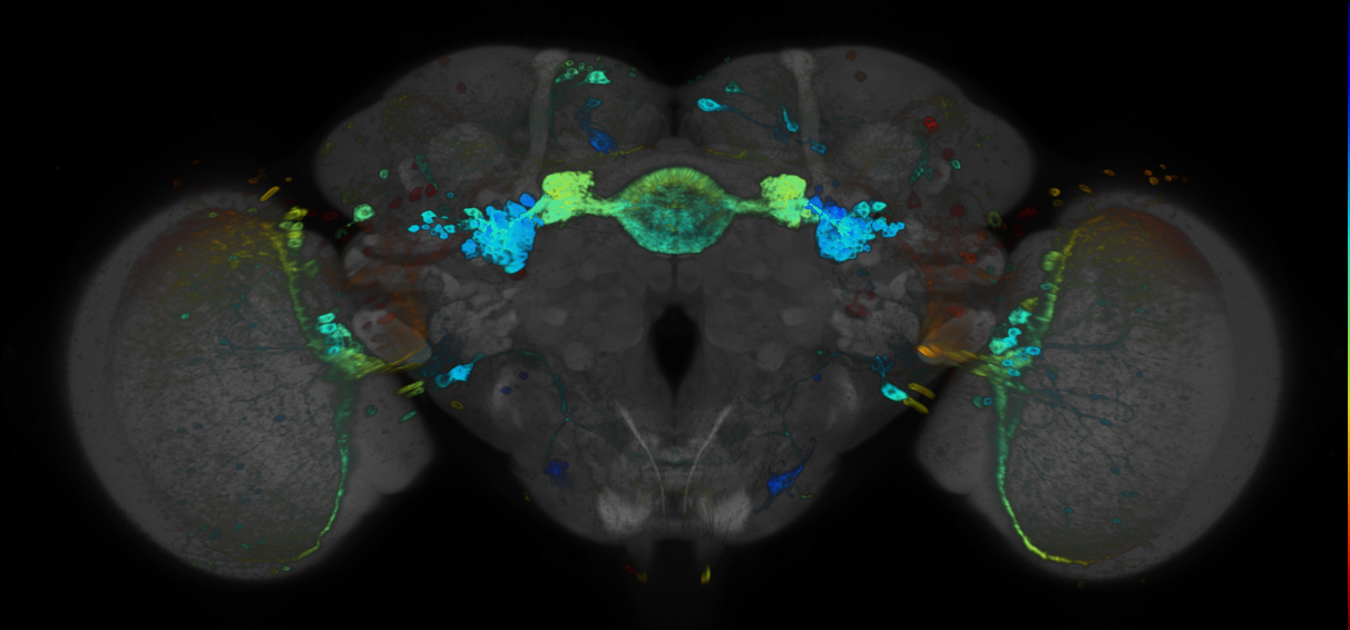 P{GMR82H12-GAL4} expression pattern