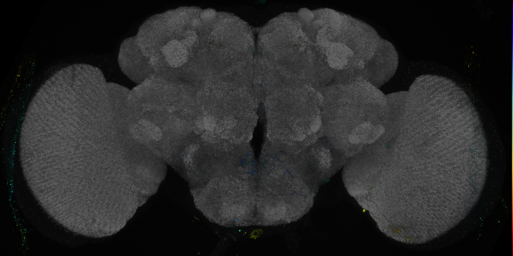 P{GMR19F04-GAL4} expression pattern