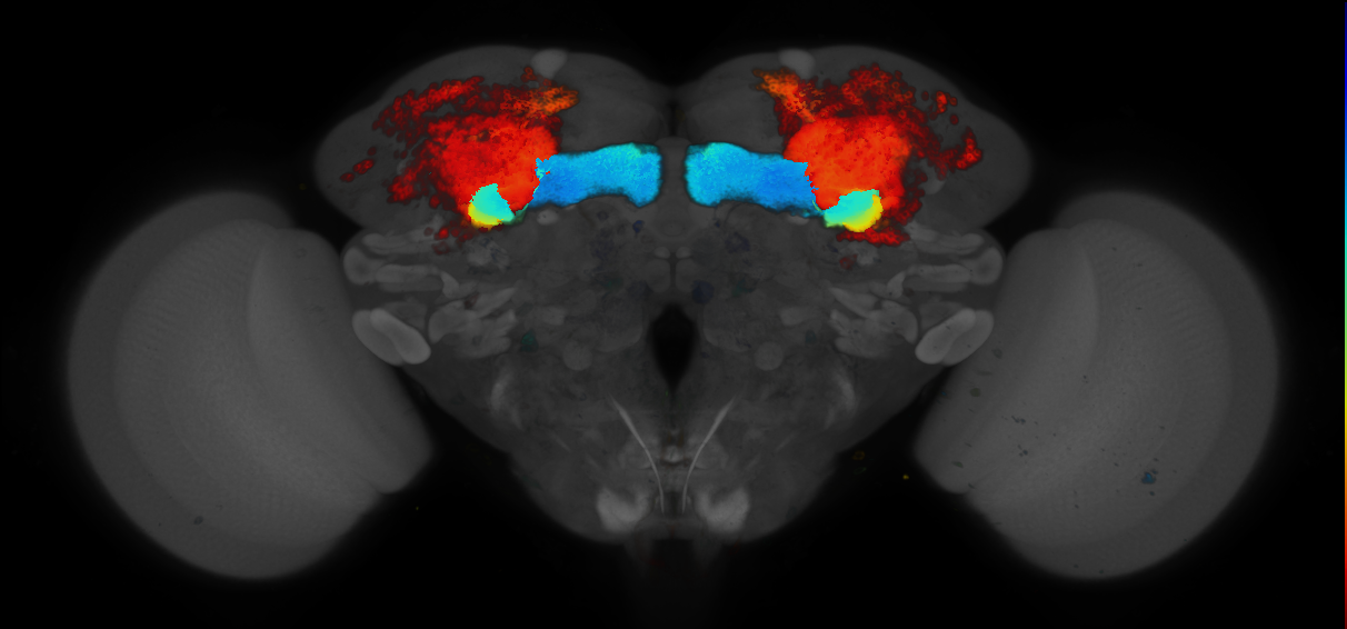 JRC_R16A06 GAL4 in the adult brain