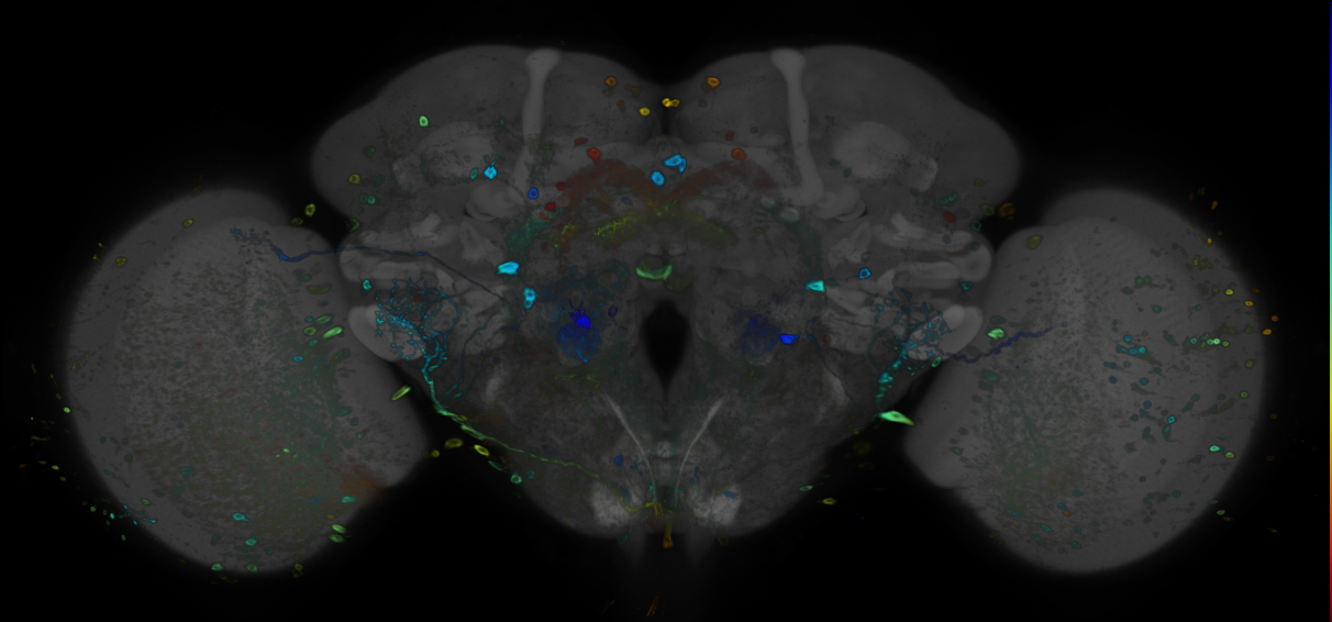 P{GMR13D09-GAL4} expression pattern