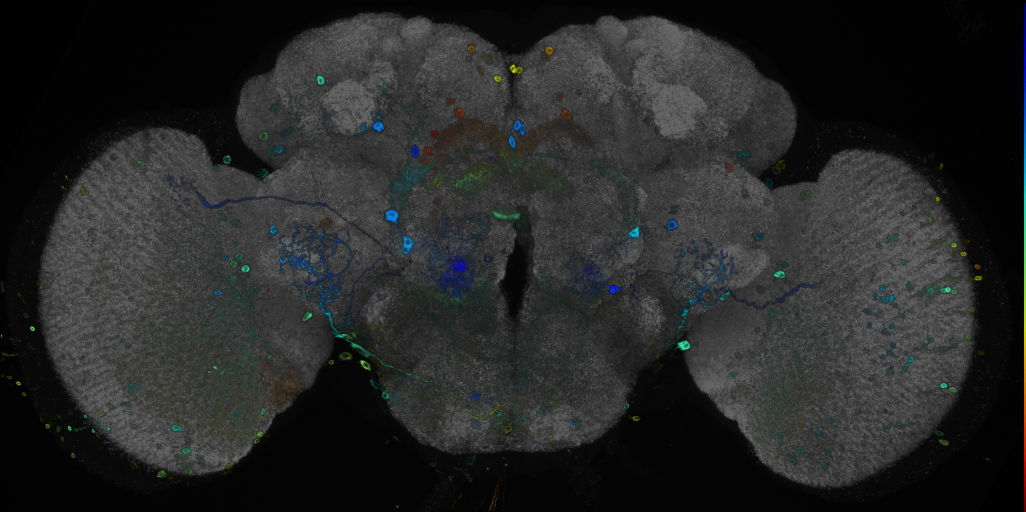 P{GMR13D09-GAL4} expression pattern