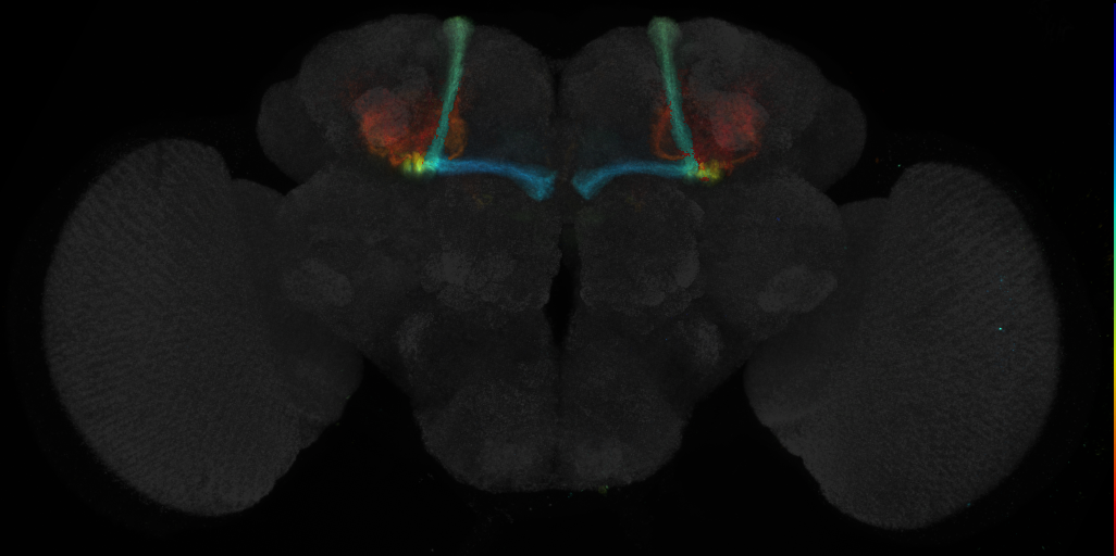 JRC_R16F04 GAL4 in the adult brain