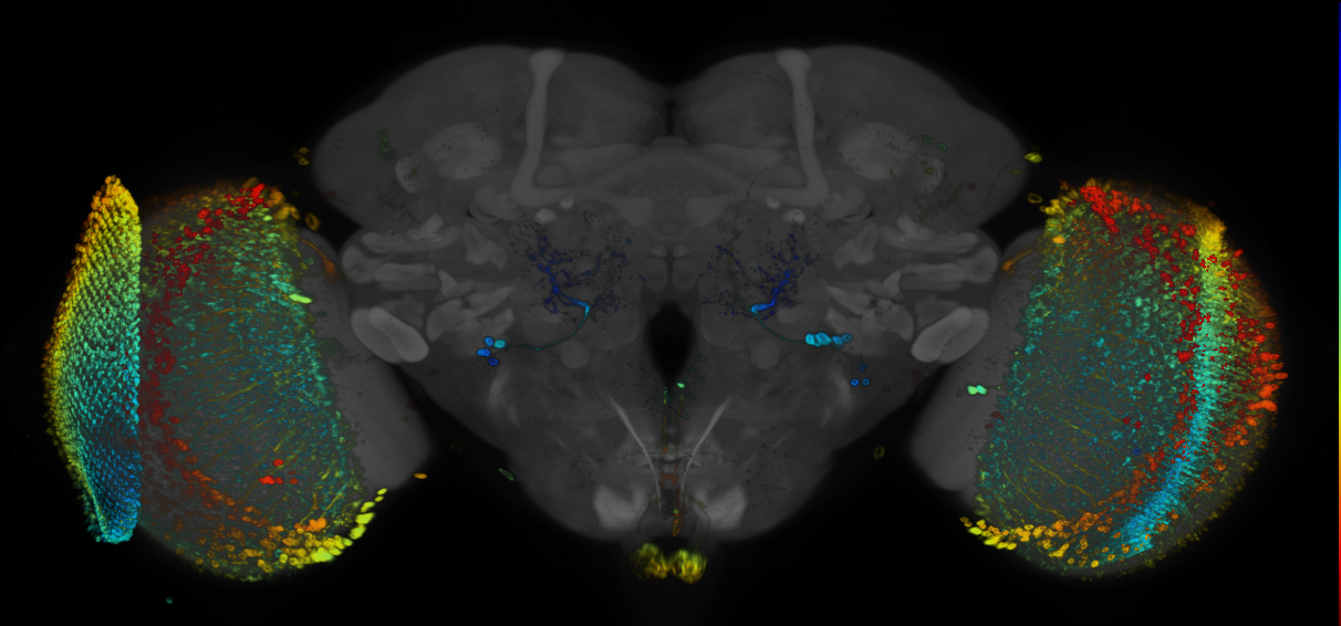 JRC_R89F07 GAL4 in the adult brain