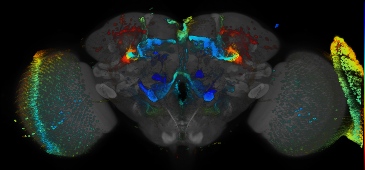 P{GMR38B11-GAL4} expression pattern