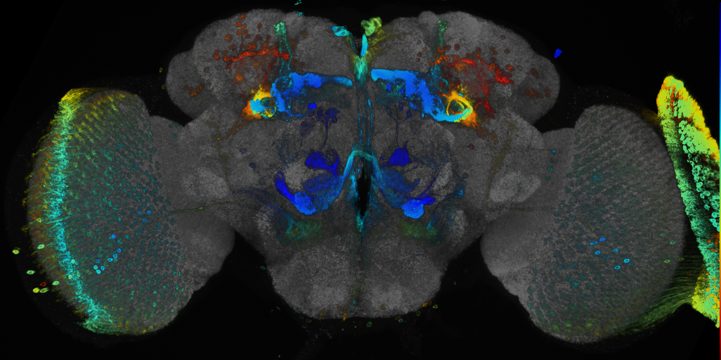 P{GMR38B11-GAL4} expression pattern