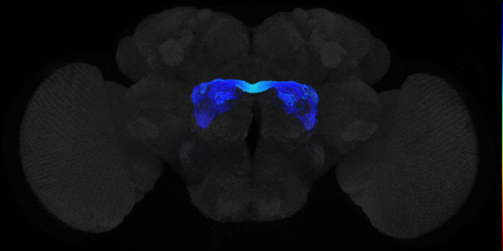 JRC_R32A03 GAL4 in the adult brain