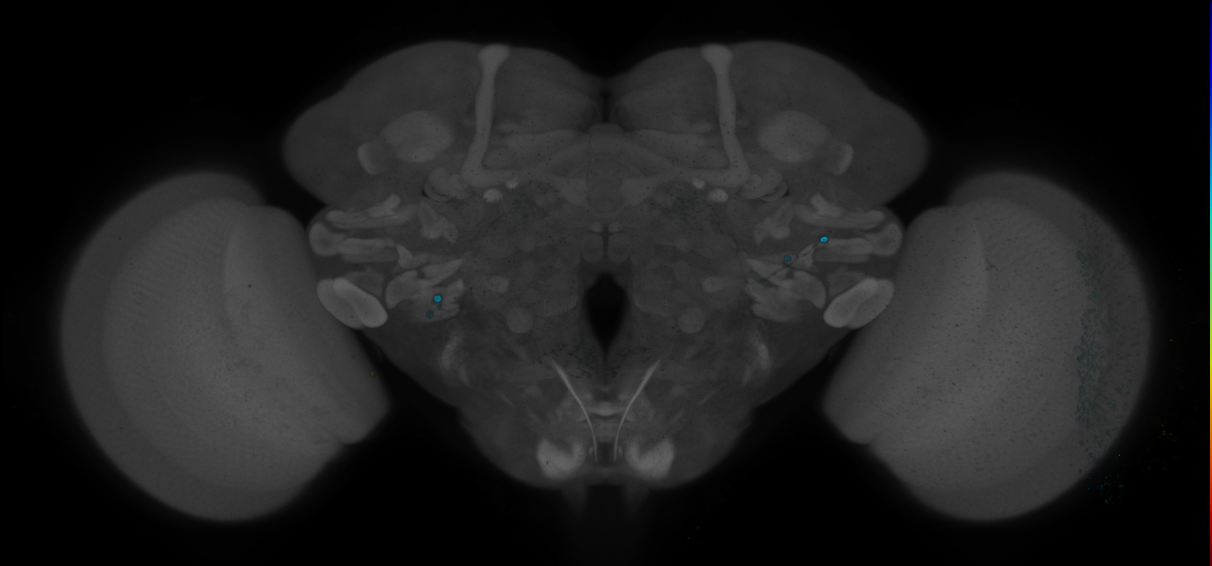 P{GMR45G10-GAL4} expression pattern