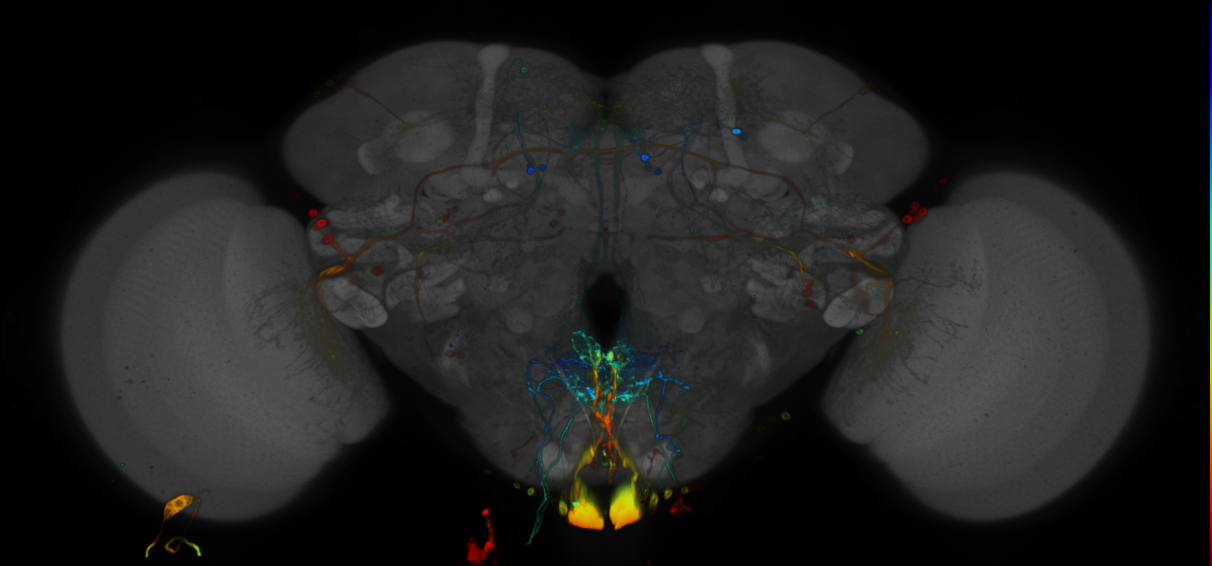 JRC_R54E11 GAL4 in the adult brain