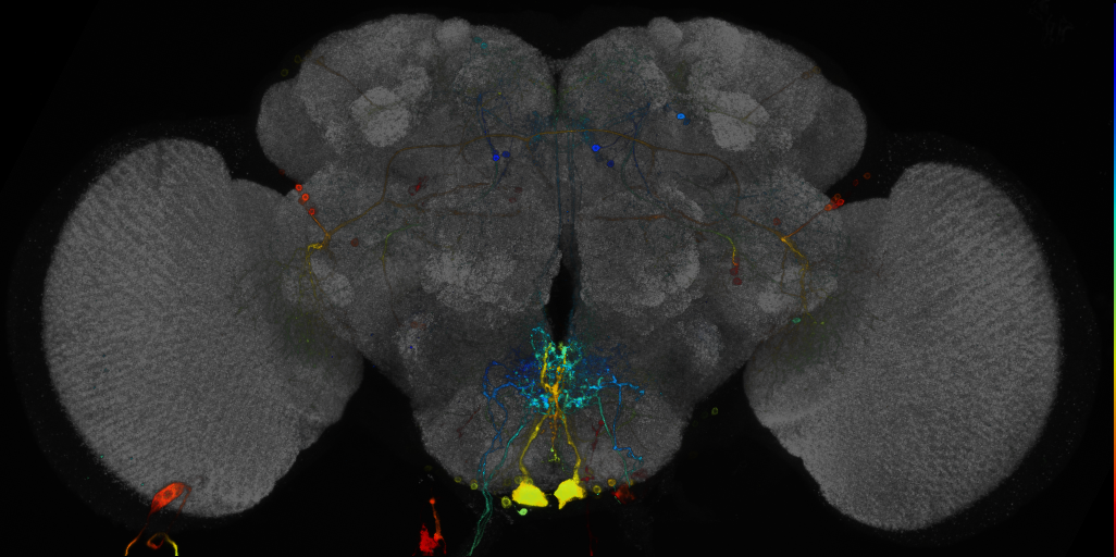 JRC_R54E11 GAL4 in the adult brain