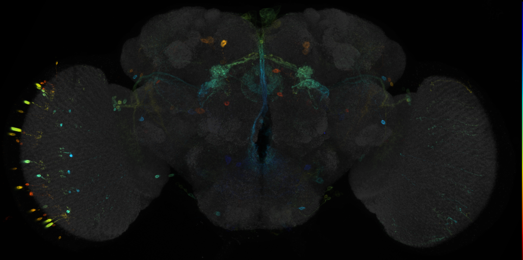 JRC_R22H05 GAL4 in the adult brain