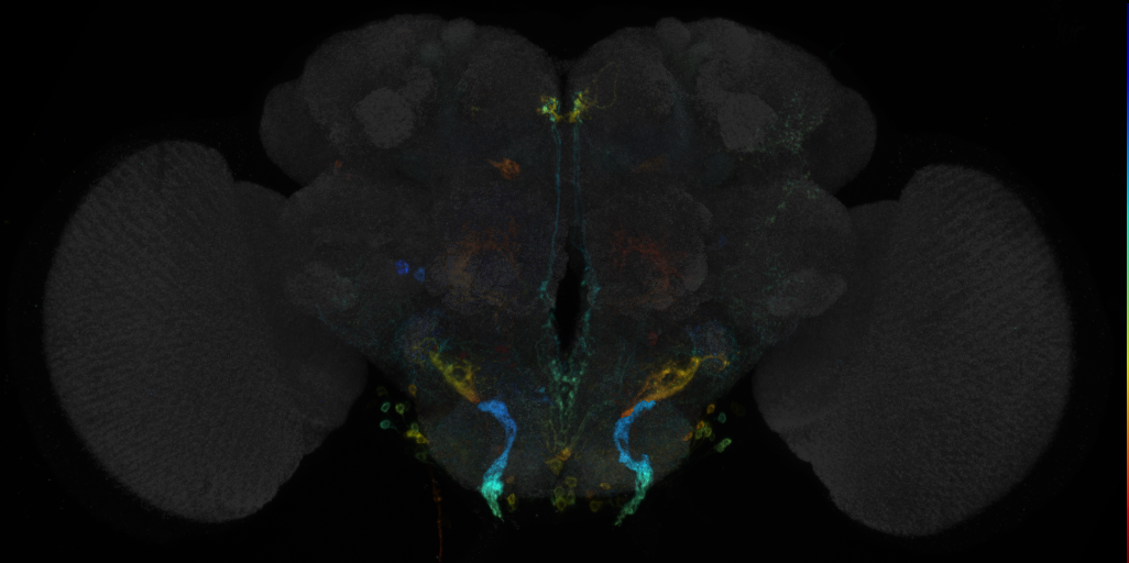 JRC_R32E01 GAL4 in the adult brain