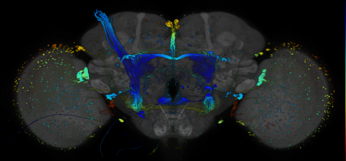 JRC_R23F05 GAL4 in the adult brain