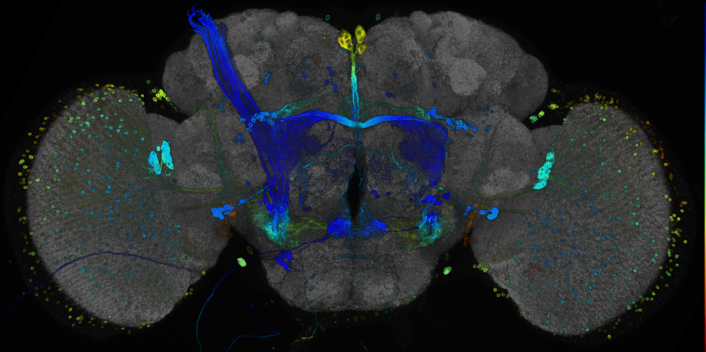 JRC_R23F05 GAL4 in the adult brain