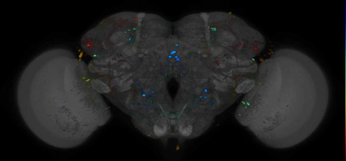JRC_R65D09 GAL4 in the adult brain