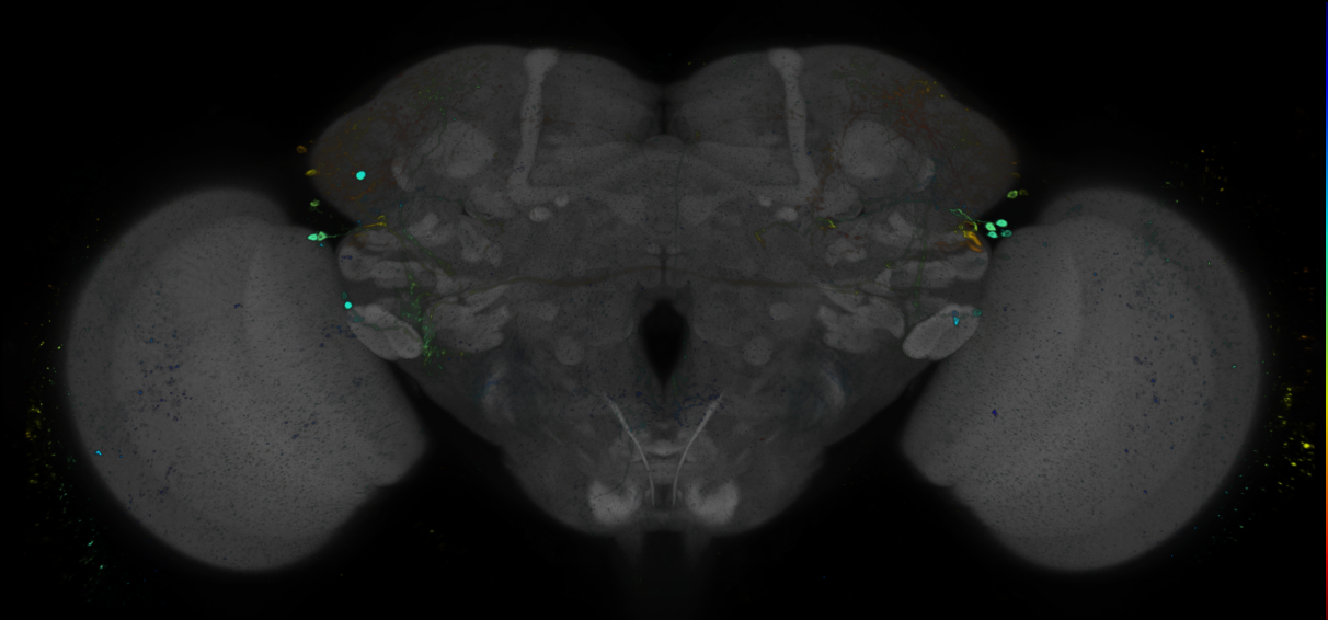 JRC_R87A04 GAL4 in the adult brain