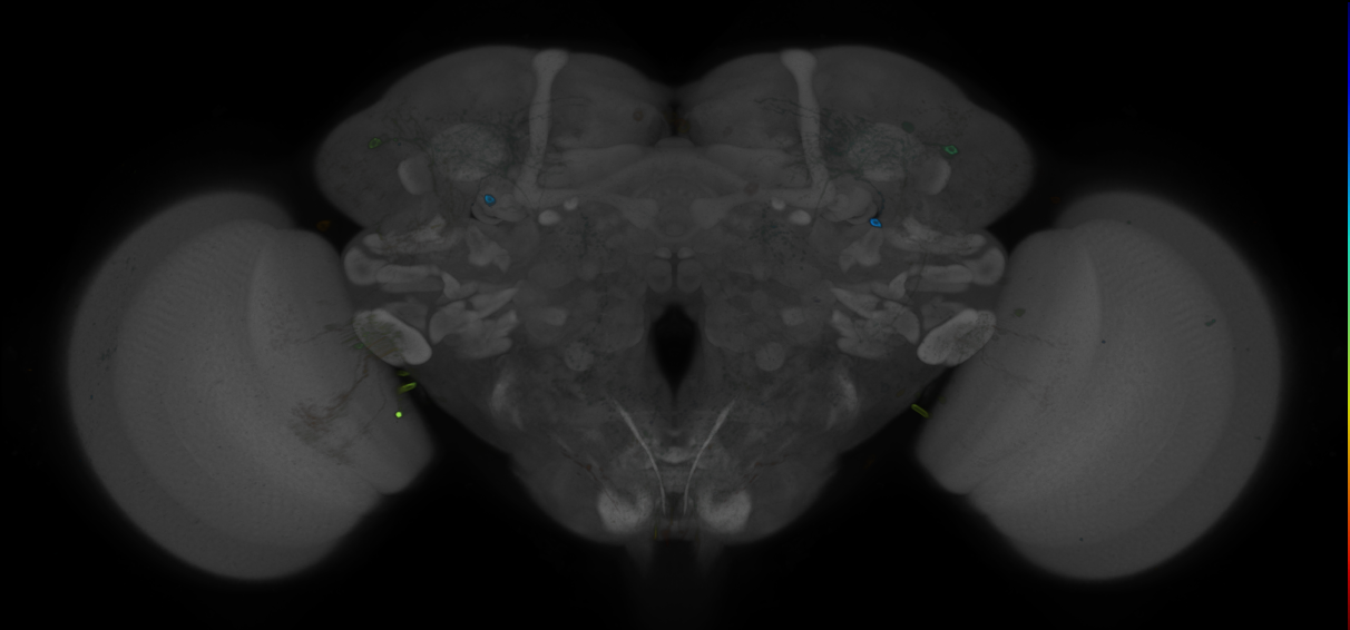 P{GMR13G04-GAL4} expression pattern