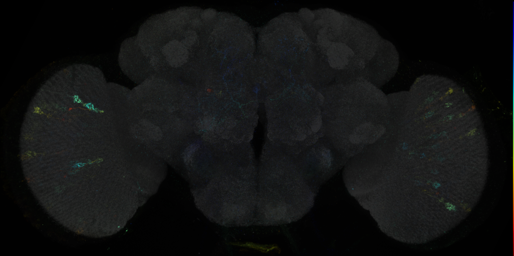 JRC_R83G03 GAL4 in the adult brain