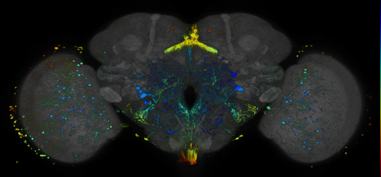 JRC_R47B04 GAL4 in the adult brain