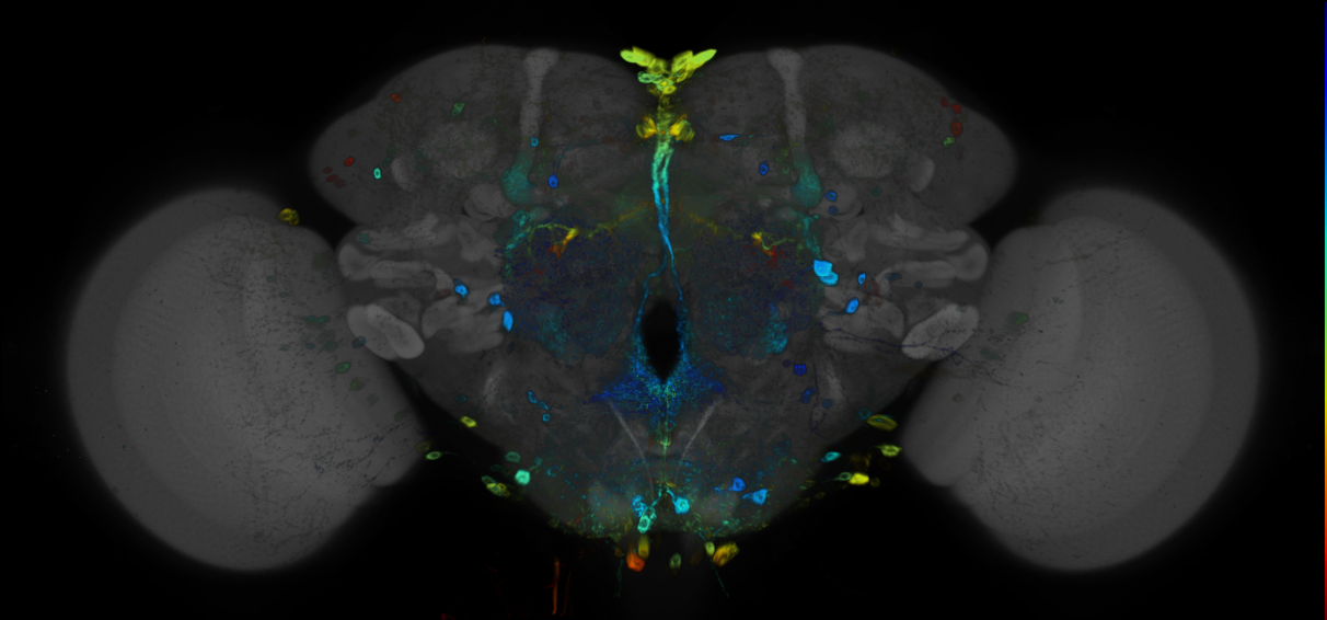 JRC_R31D03 GAL4 in the adult brain