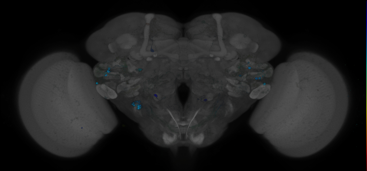 P{GMR24D04-GAL4} expression pattern