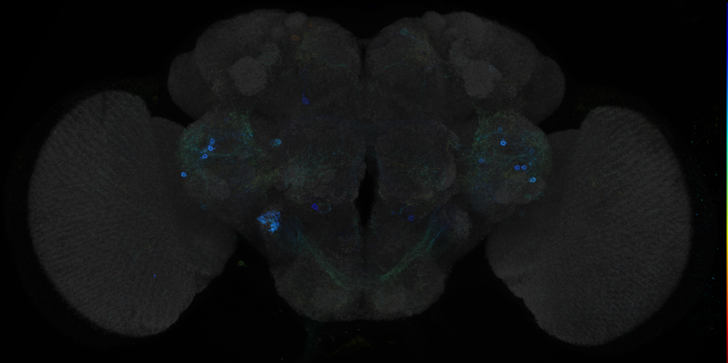 JRC_R24D04 GAL4 in the adult brain